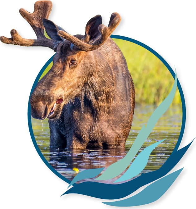 Moose standing in a river
